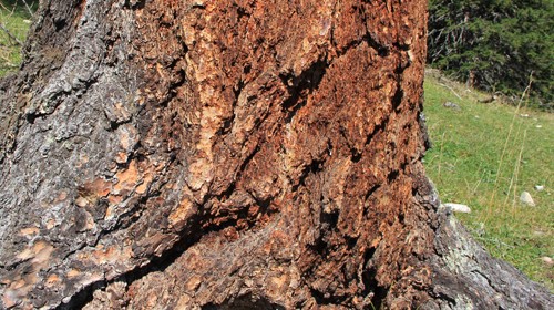 Origin larch bark